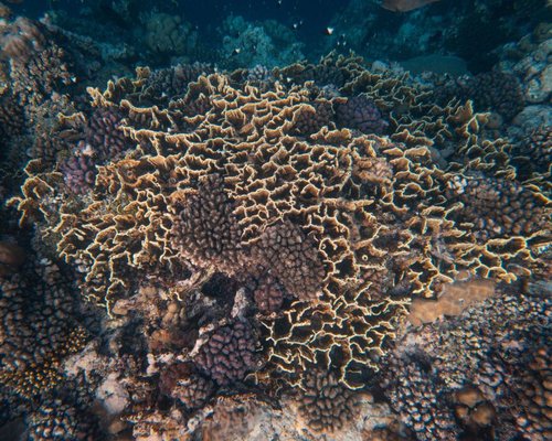 Layered preview of the fictional Coral Layer Quest game