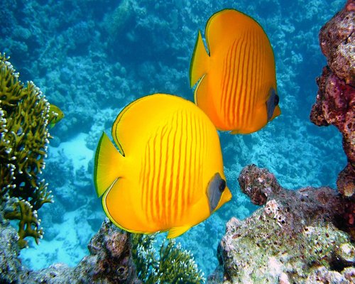 Colourful reef layers in the fictional Coral Layer Quest mobile game